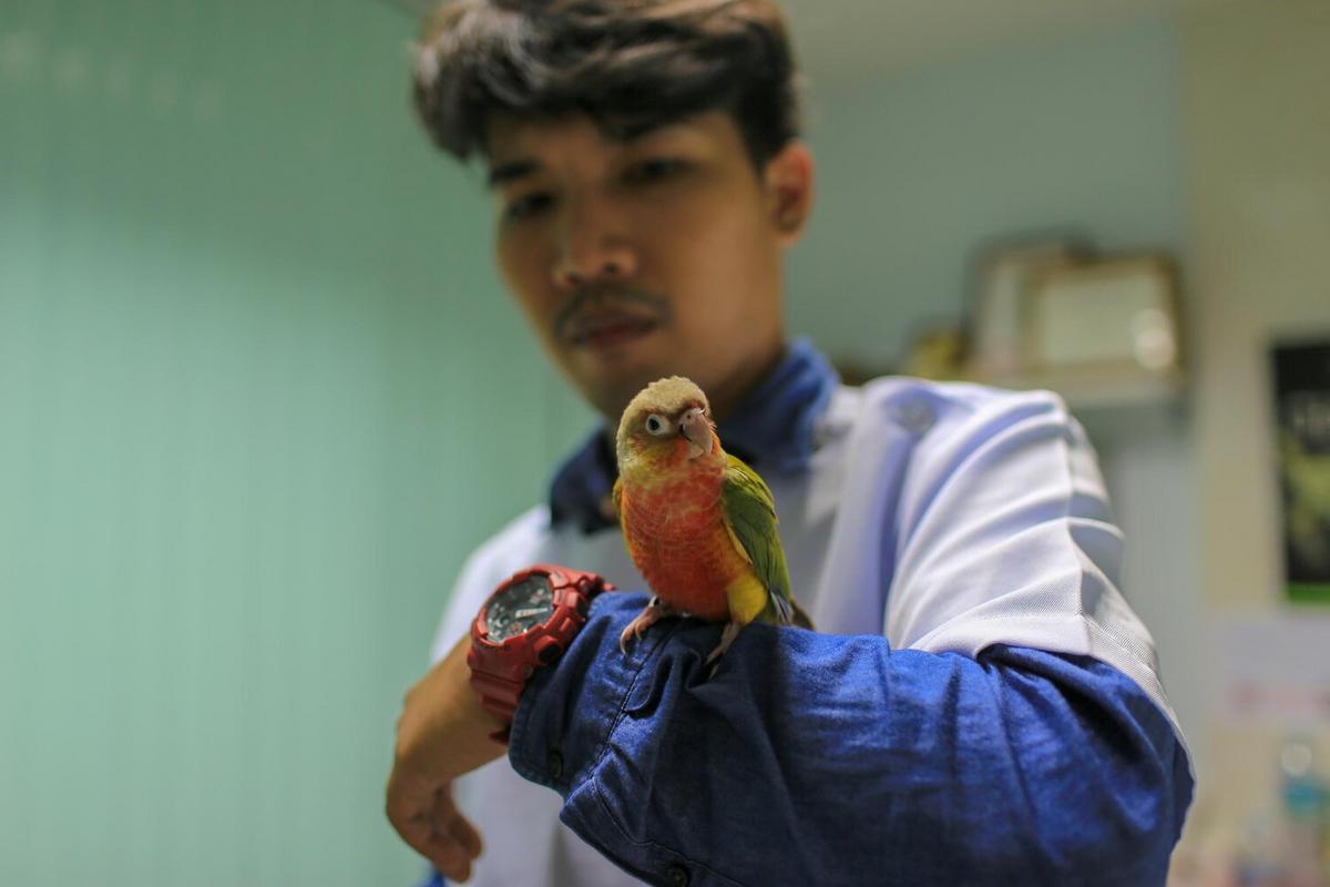 How to Address Aggressive Behavior in Birds
