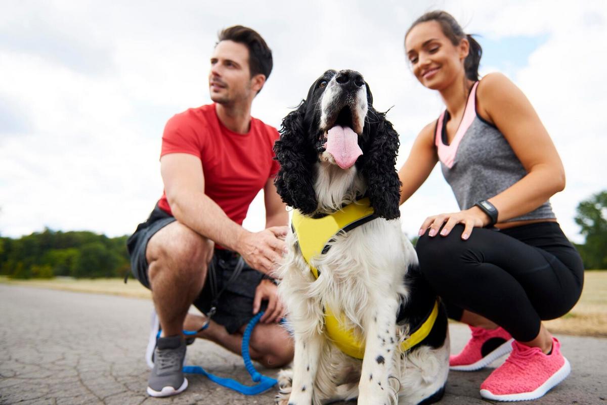 Training Techniques for Managing Pet Hyperactivity