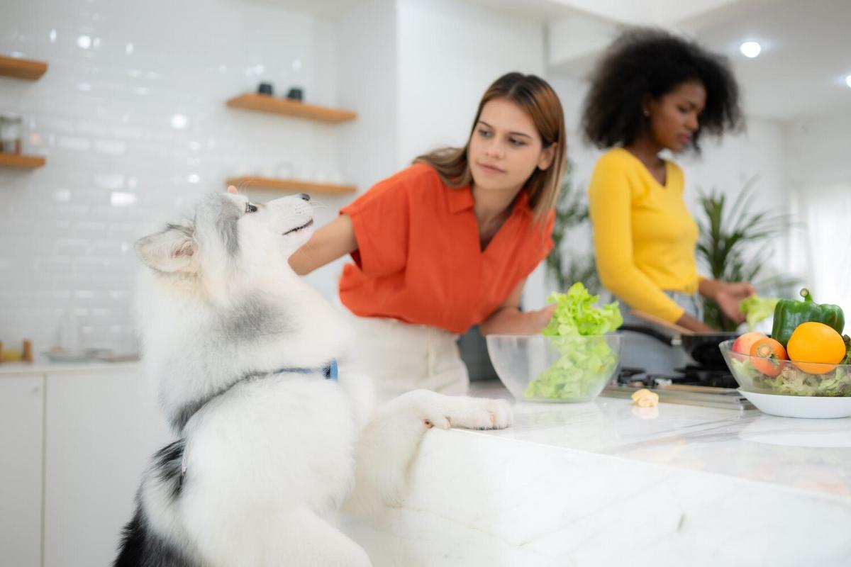The Impact of Nutrition on Pet Behavior
