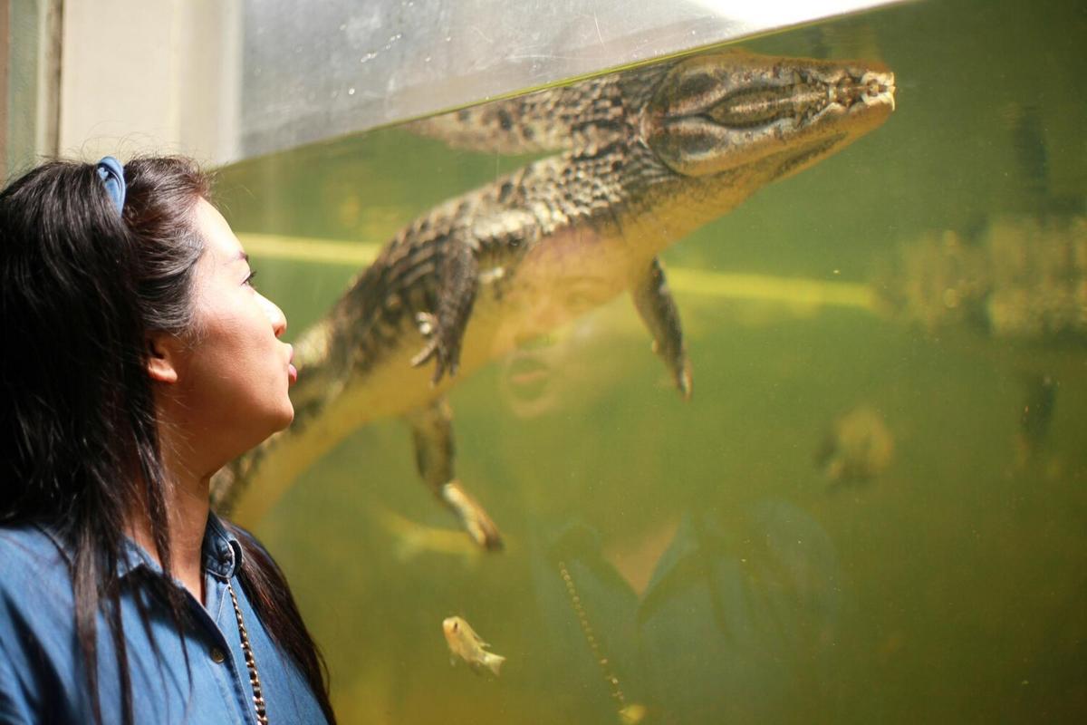 The Pros and Cons of Adopting Reptiles as Pets