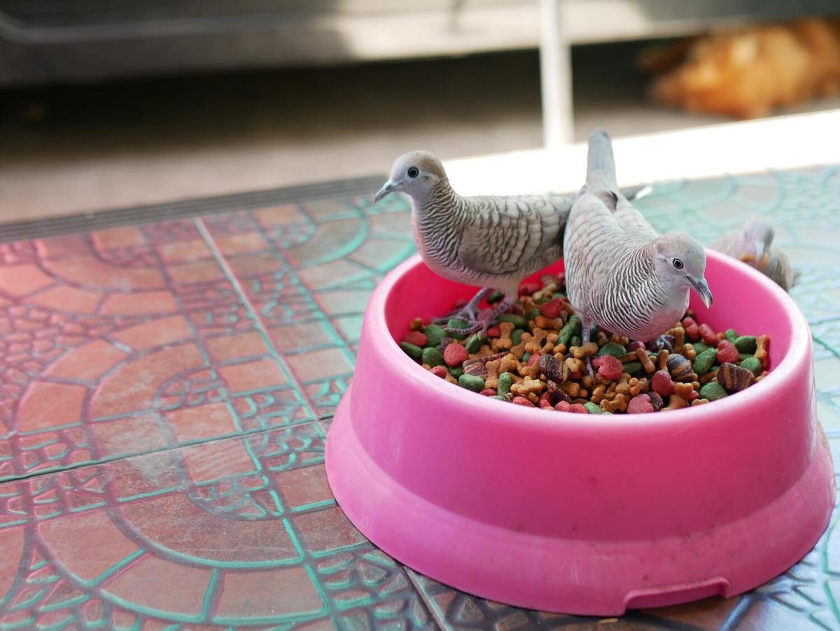 Exotic Pet Nutrition: What You Should Be Feeding Your Unique Companion