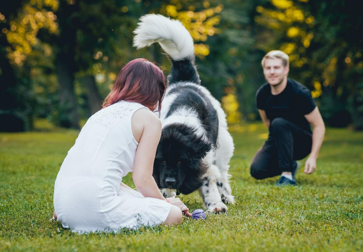Understanding Canine Behavior: Why Dogs Do What They Do